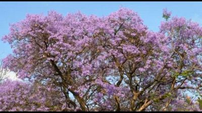 Pretoria si tinge di blu e viola per la fioritura della jacaranda