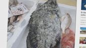 Il surriscaldamento del mare, continua l'invasione delle specie aliene