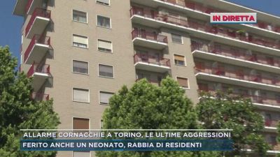 Allarme cornacchie a Torino, le ultime aggressioni