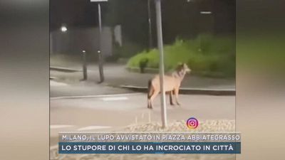 Milano, il lupo avvistato in piazza Abbiategrasso