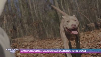 Cani pericolosi, da Acerra a Bagheria: tutti i casi