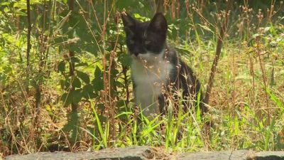 Colonia felina patrimonio da tutelare, primi aiuti ai gatti sforzeschi