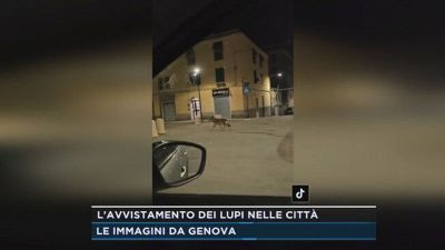 L'avvistamento dei lupi nelle città