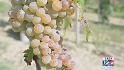 Gusto di Vino: Il Verdicchio