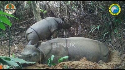 Un piccolo rinoceronte di Giava avvistato in un parco in Indonesia