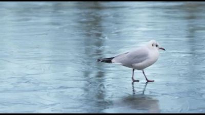 Ondata di freddo a Londra, il lago di Regent's Park è ghiacciato