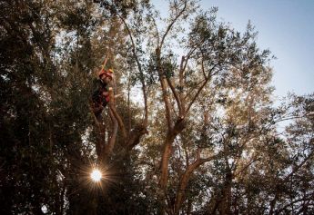 POTATURE ALBERI - IL BOSCHETTO GIARDINAGGIO potatura albero di olivo ad alto fusto