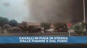Francia, emergenza incendi: cavalli in fuga in strada