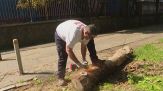 La Milano verde del sindaco Sala e il pericolo dei tronchi coi chiodi