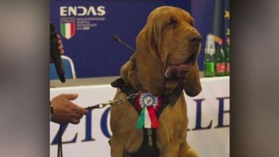 Aveva salvato 9 dispersi, polpette con chiodi al cane eroe Bruno