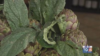 I carciofi di Paestum
