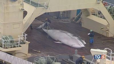 Islanda, altri 5 anni di caccia alle balene