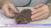 Cuneo, nella clinica per salvare i ricci: 300 piccoli pazienti