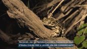Polcenigo, una via preferenziale per il passaggio dei rospi