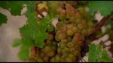 Con il caldo l'uva matura prima: già vendemmia nel Sud della Francia
