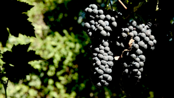 Messori Azienda Agricola produzione vino foto web 2