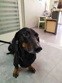 Ambulatorio veterinario Darwin Veterinari cane