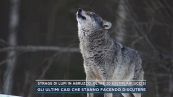 Strage di lupi in Abruzzo, oltre 20 esemplari uccisi