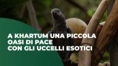 A Khartum una piccola oasi di pace con gli uccelli esotici