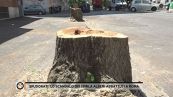 Spudorati: lo scandalo dei 18mila alberi abbattuti a Roma
