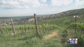 Gusto Di Vino: il Sangiovese