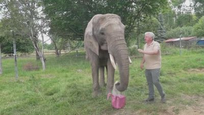 L'elefante è il nuovo polpo Paul: ecco i pronostici