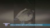 Circeo, la tartaruga Caretta Caretta depone le uova in spiaggia