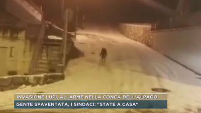 Invasione lupi, allarme nella conca dell'Alpago