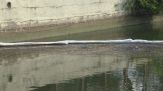 Milano, sversamento di gasolio nel Naviglio, chiazza di 28 km