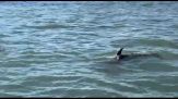 Delfino in laguna a Venezia: "Osservare con rispetto e discrezione"