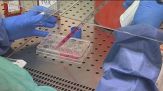 Hantavirus, test negativi e rassicurazioni, "nessuna mutazione"
