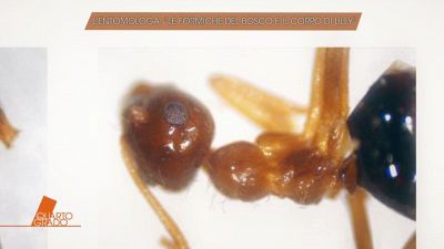 Liliana Resinovich: L'entomologa: "Le formiche del bosco e il corpo di Lilly"