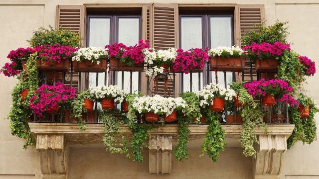 ¿Cuáles son las mejores plantas de balcón resistentes a la luz solar?
