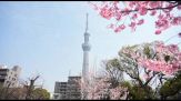 A Tokyo è iniziata la stagione della fioritura dei ciliegi