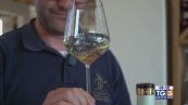 Gusto di Vino - Il Lugana