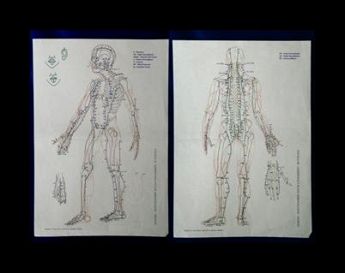 Sezione del corpo umano
