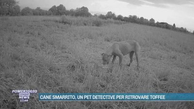 Cane smarrito, un pet detective per ritrovare Toffee