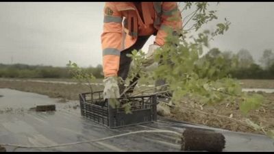 Parco Italia: piantati 14.000 alberi nell'area di Malcontenta