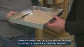 Farina di larva trattata, l'Ue autorizza l'uso