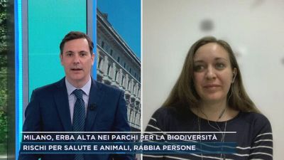 Milano, erba alta nei parchi per la biodiversità