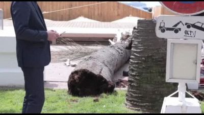 Un uomo gravemente ferito per la caduta di una palma a Cannes
