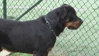 Roma, fratellini azzannati dal rottweiler della nonna
