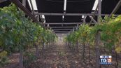 Gusto di Vino - Fotovoltaico e vigneti