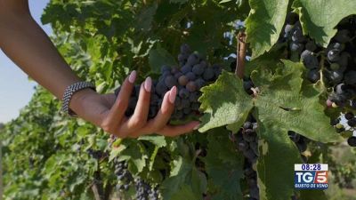 Gusto DiVino: la vendemmia marchigiana