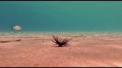 La biodiversità marina che resiste anche nei santuari del turismo
