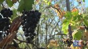 Gusto di Vino: il Montepulciano d'Abruzzo