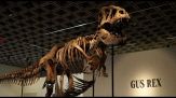 Raro scheletro di T-Rex venduto all'asta per 43 milioni di dollari
