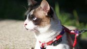 Dovresti davvero tenere il gatto al guinzaglio?