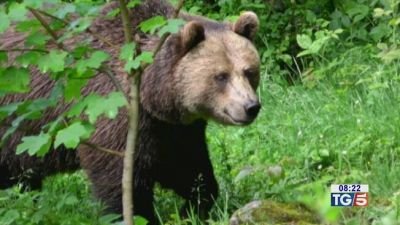 Una comunità contro orsi e lupi