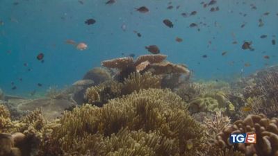 Oceani sani per salvare la terra